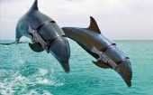 Американские боевые дельфины примут участие в учениях НАТО